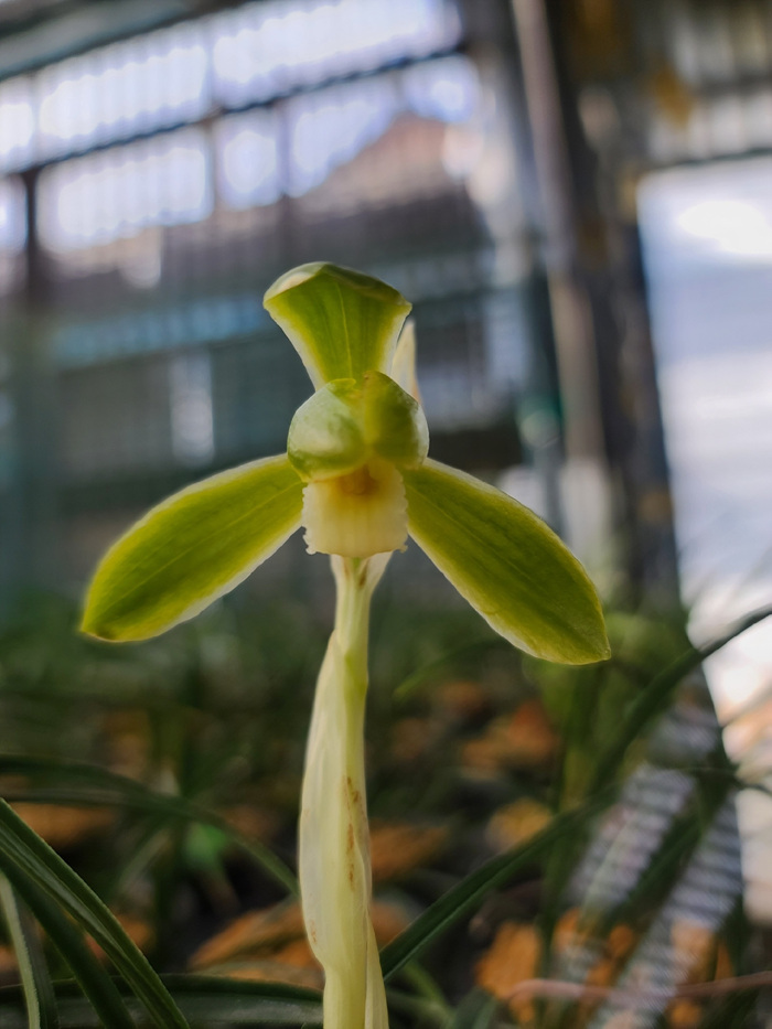 무명,,대륜,,산반화,,소?