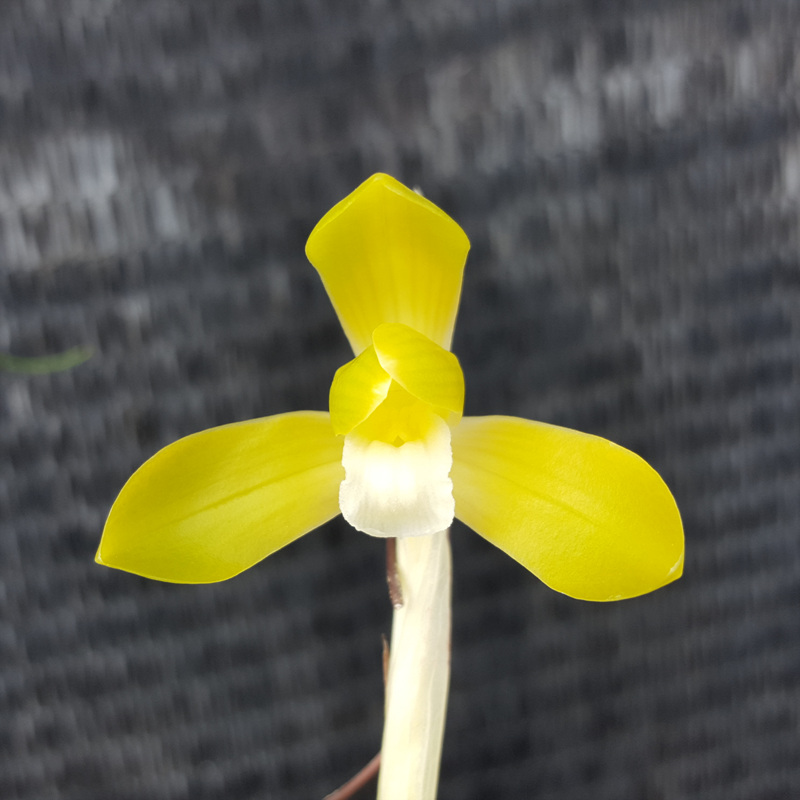 무명,,화형좋은,,황화?