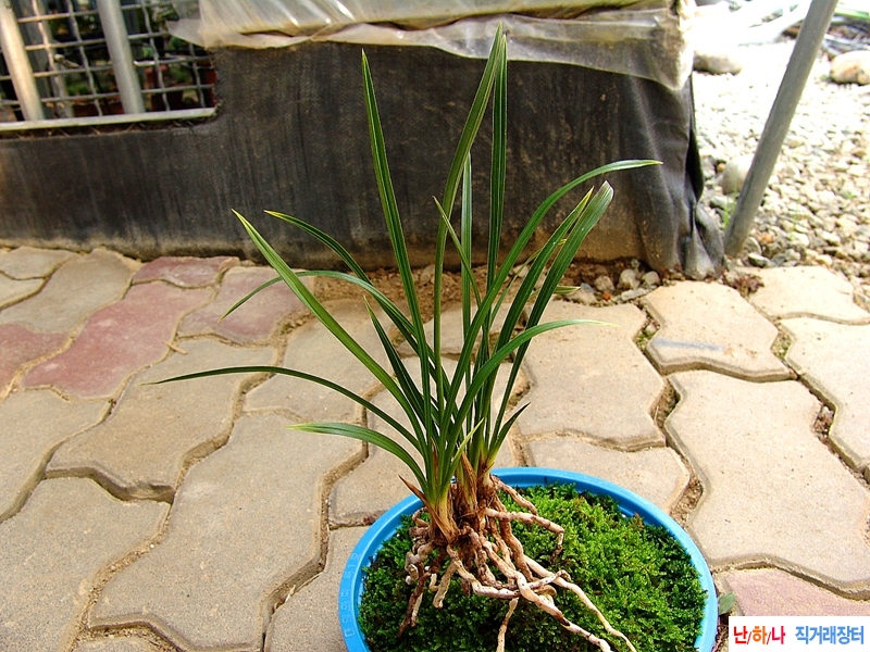 산채원본 입엽성 산반