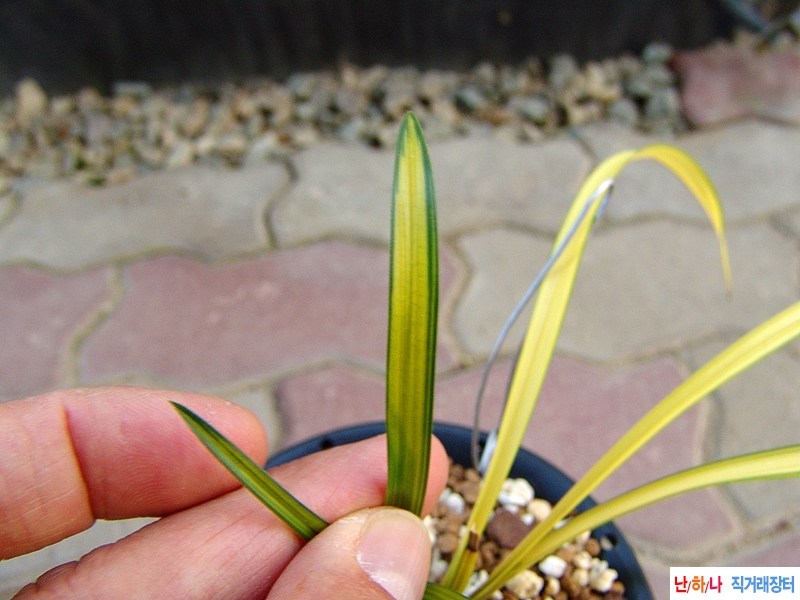 종자목 황색중투