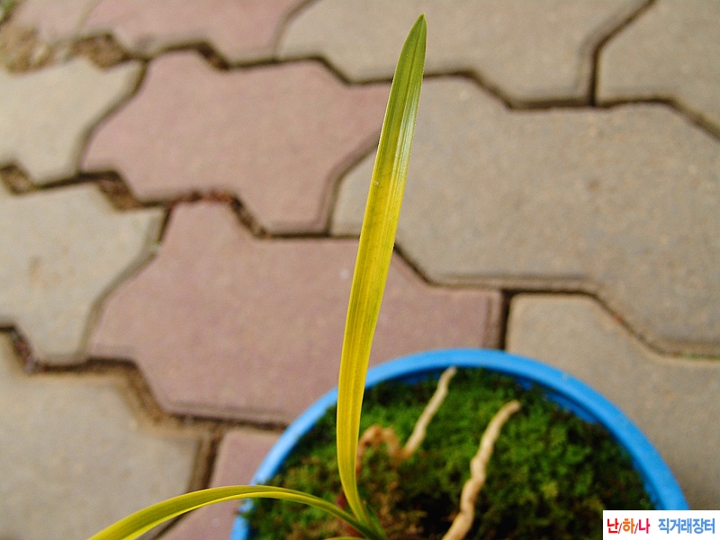 화려한 극황색 서반