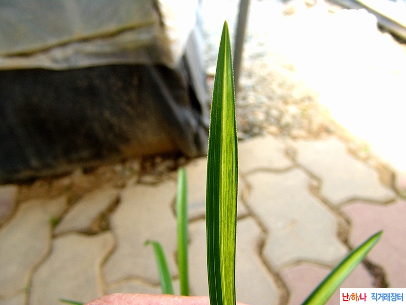 금계열 산반중투