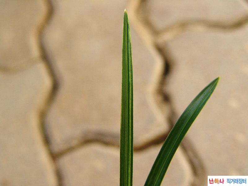 산채 벌틔 금계 산반호