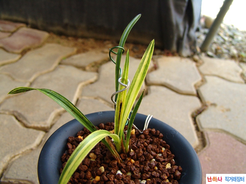 종자목 금계 산반녹호