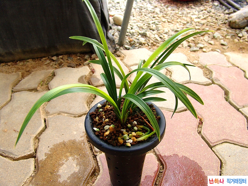 첫꽃대 서호반 꽃1경