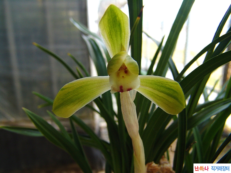 무화통 산반호복륜호?