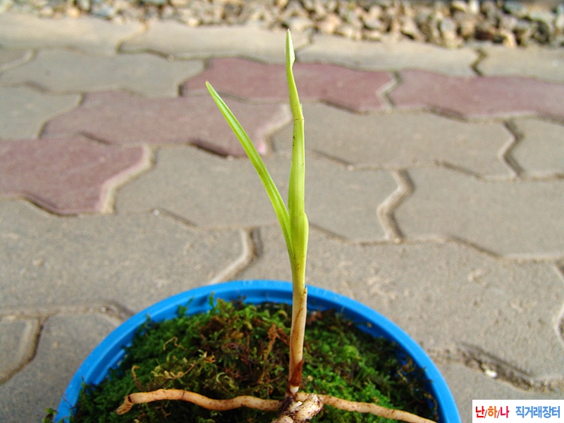 산채 생강근 입변 서반