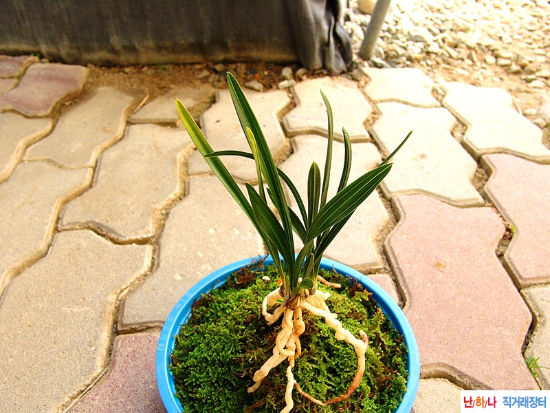 특종자목 환엽 두화목