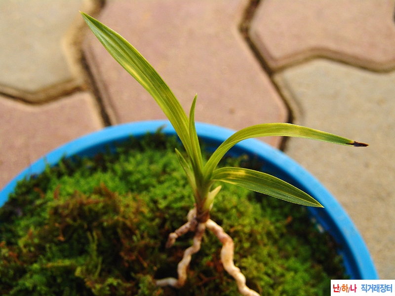 생강근 배불뚝이 엽성 ?