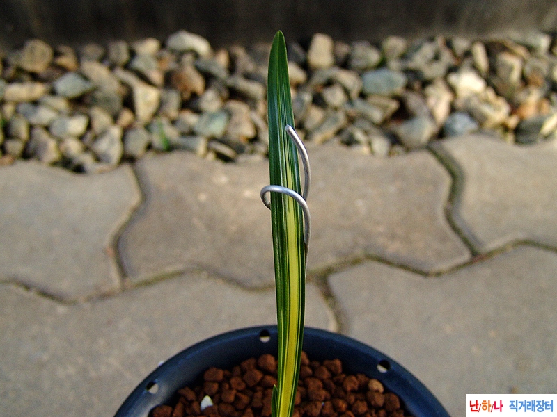 종자목 황색 중투