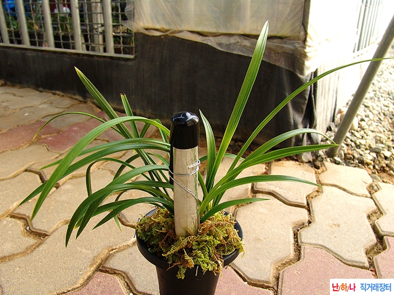 꽃기대 서반 첫꽃대