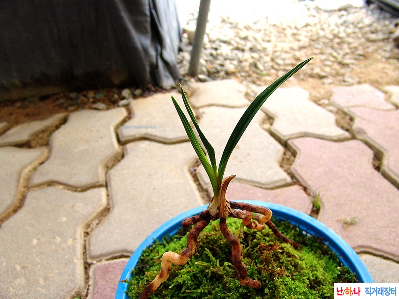 종자목 단엽종 산반