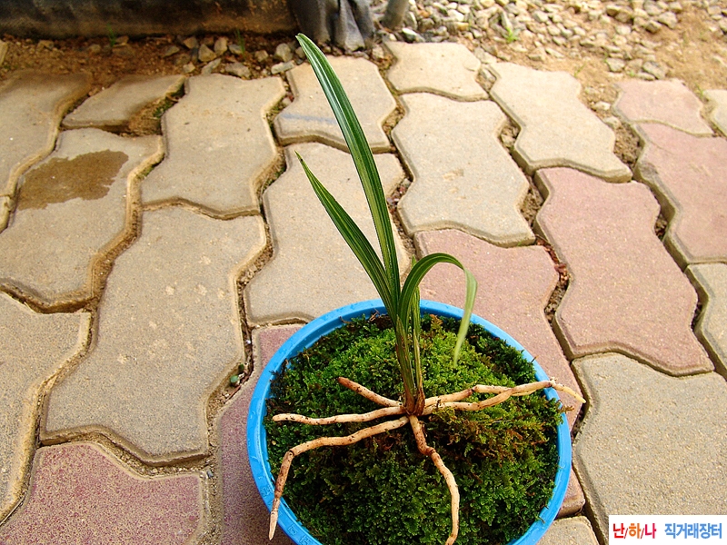 산채원본 입변성 전면?
