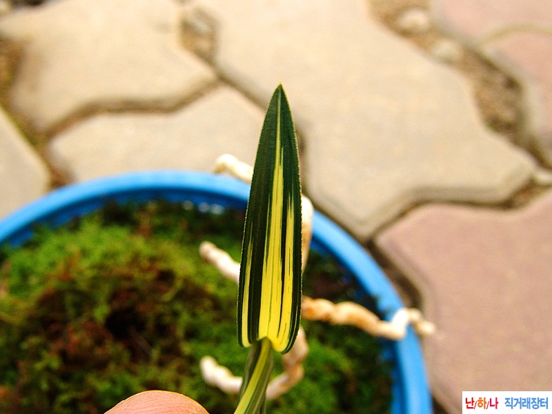 진청색 황색 중압중투