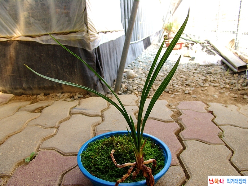 금계성 산반호복륜