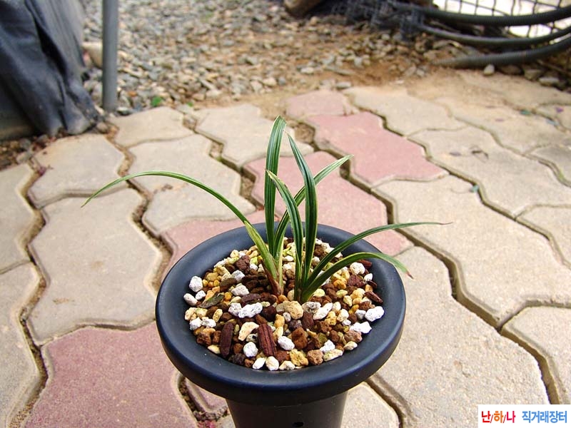 종자목 금계 입변성 산?