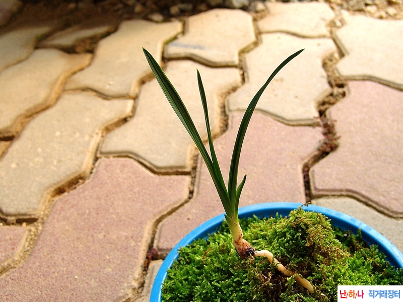진청색 입변성 산반호