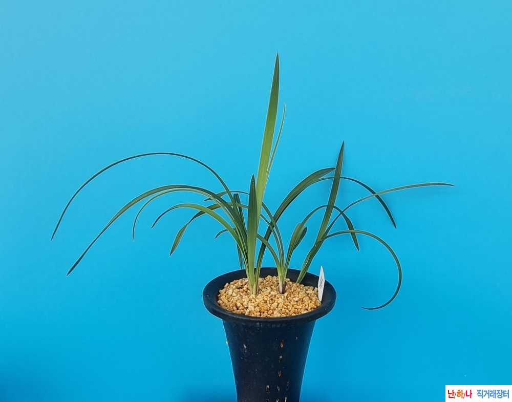 색기대서반소심