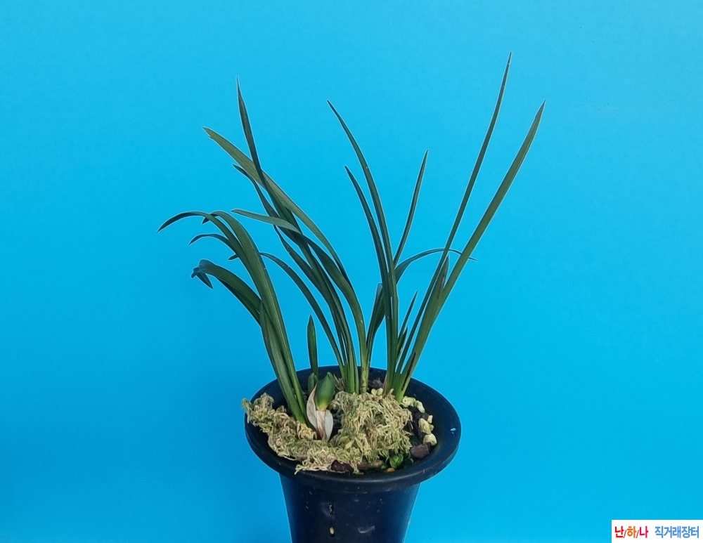 하트색설두화꽃1