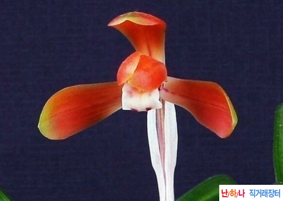 홍화단아입변산반모듬