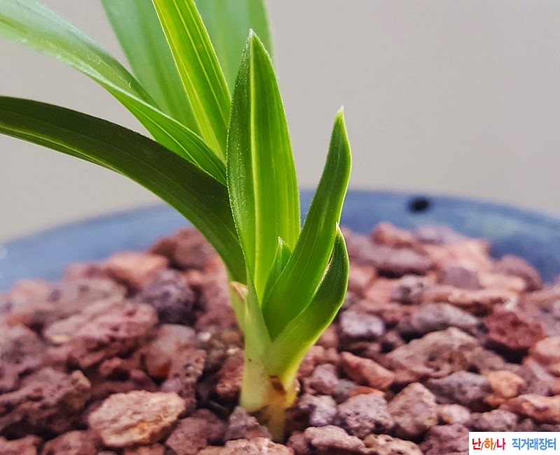 종자하세요. (단엽/두?