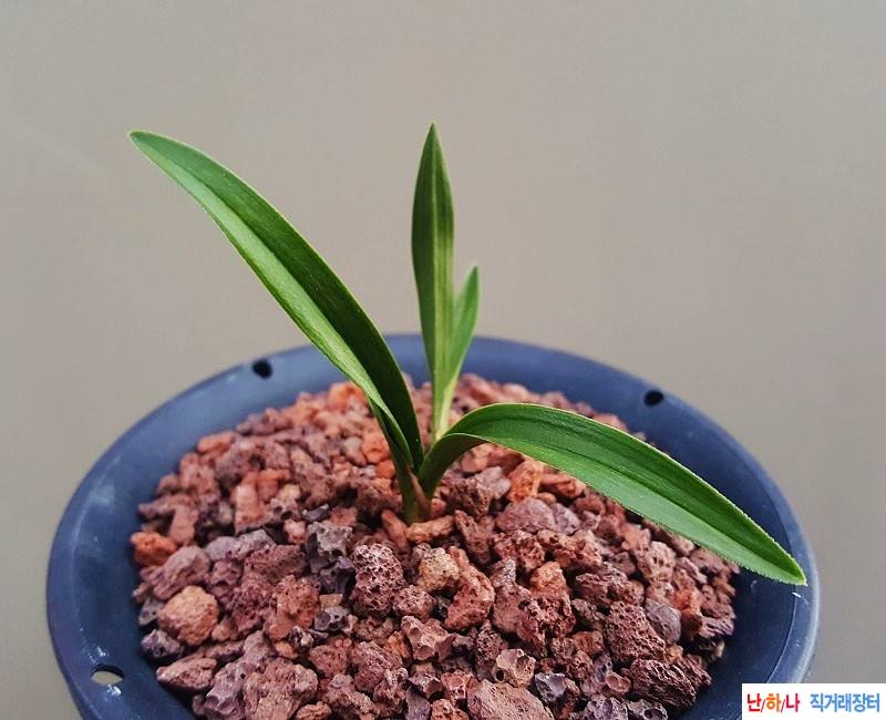 종자하세요. (라사지/?