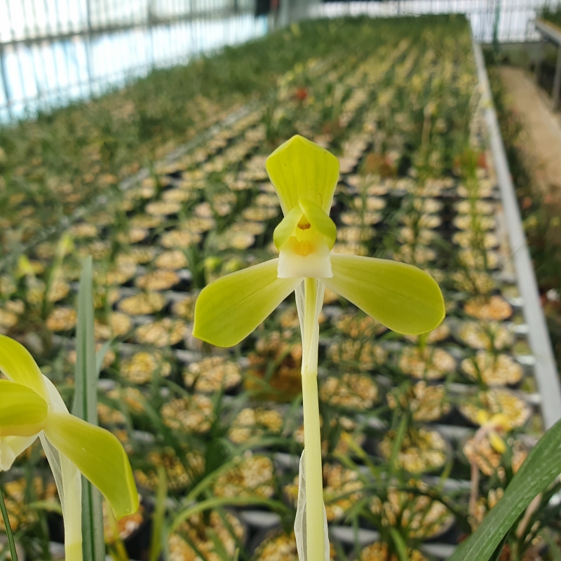 무명,,원판,,색기대,,소?