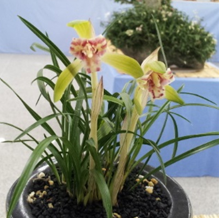 무명,,고정,,삼설기화,,?