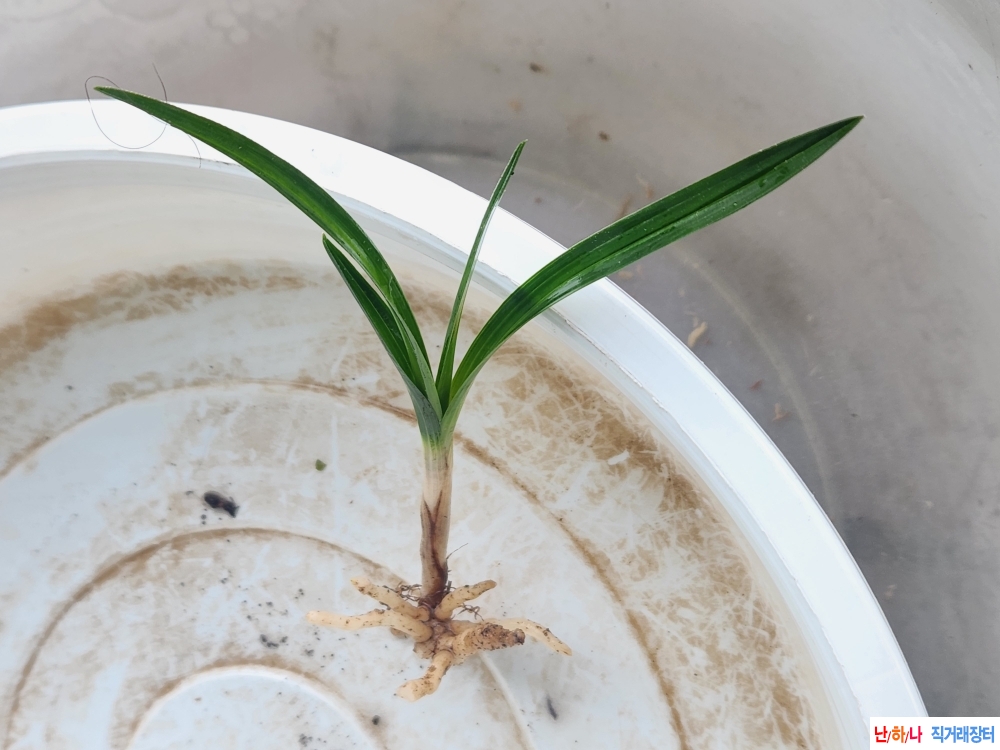 산채단엽반성난