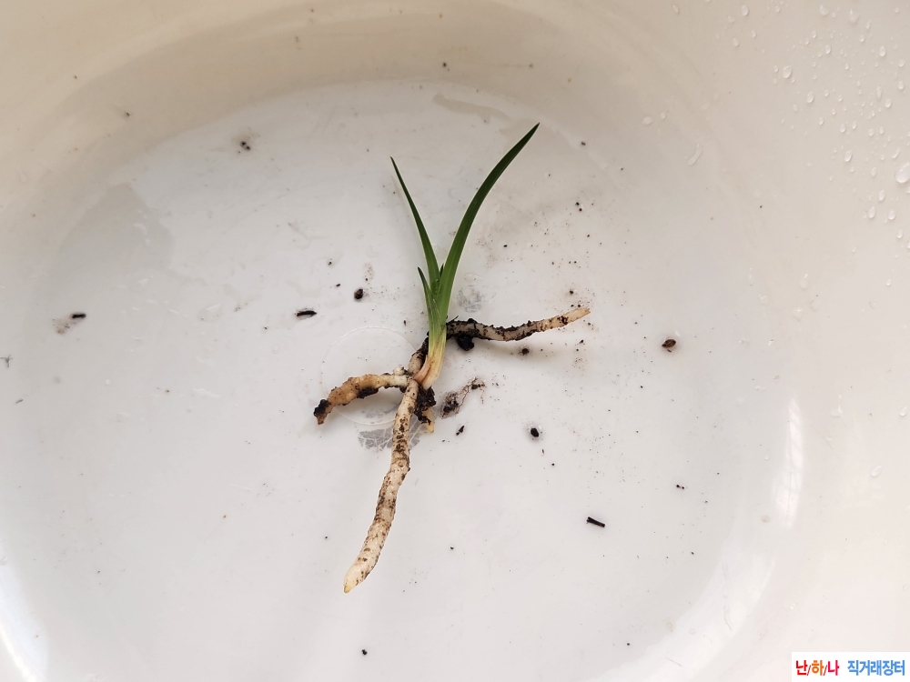 산채단엽성 반성