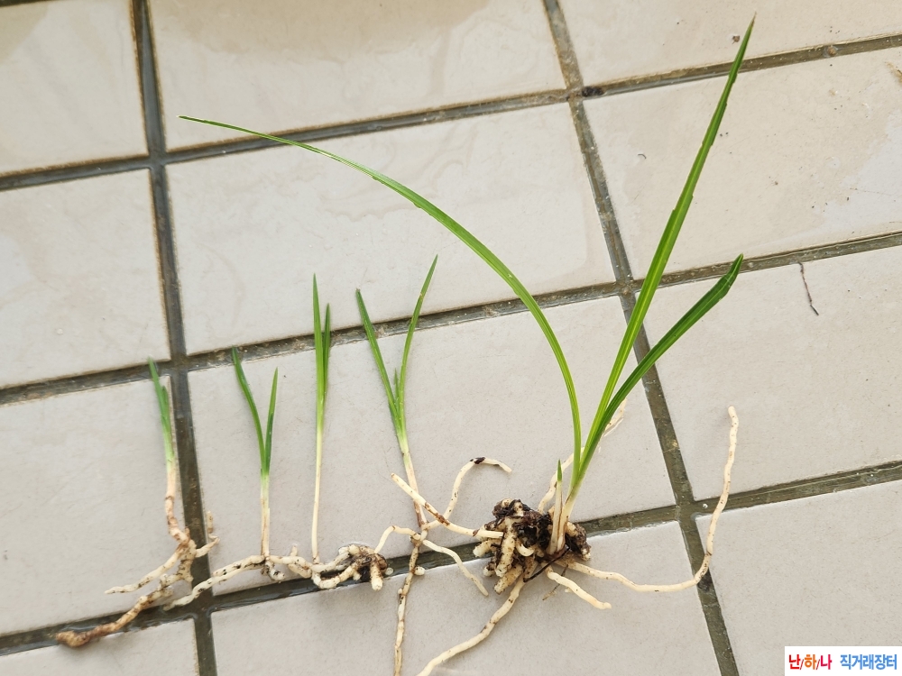 산채기부서반3촉 입변1?