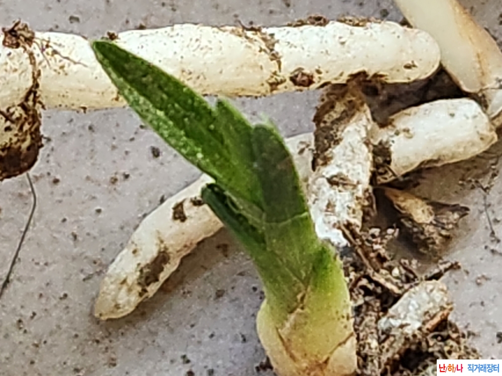 산채단엽과 단단한변?