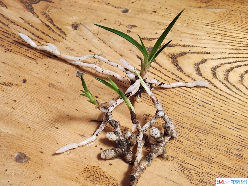 산채4촉