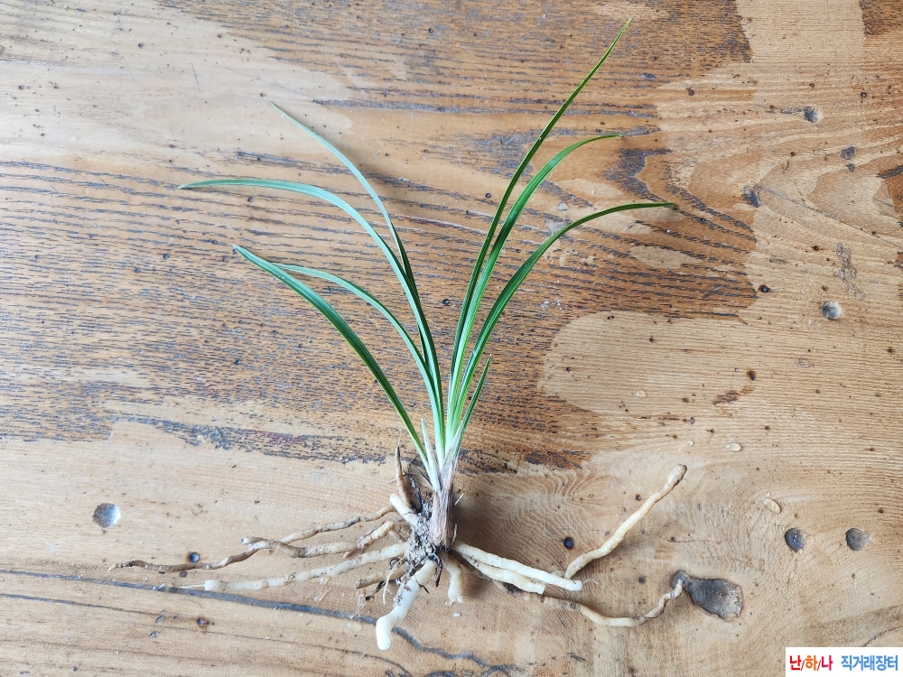 산채산반호와 입변2