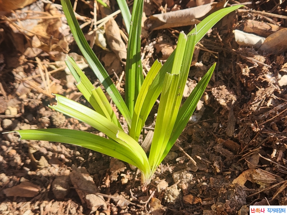 산채기부황서(서반)