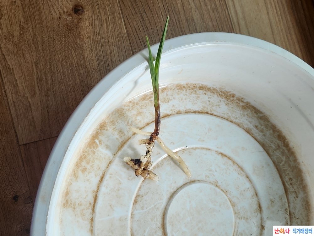 산채입변산반호