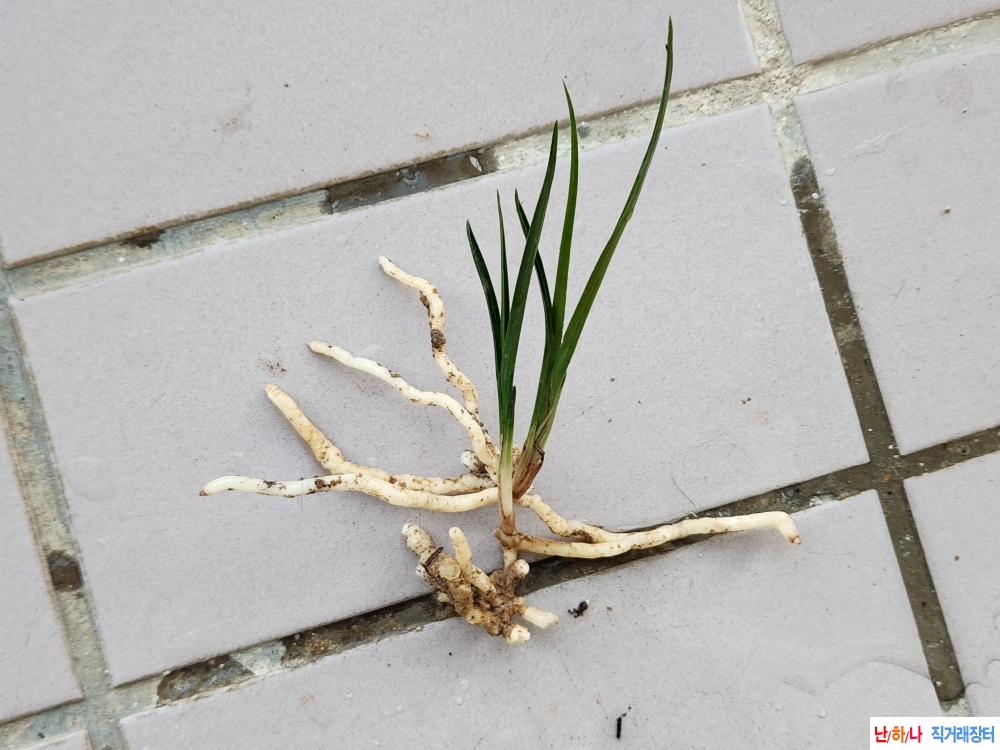 산채단엽성입변2촉