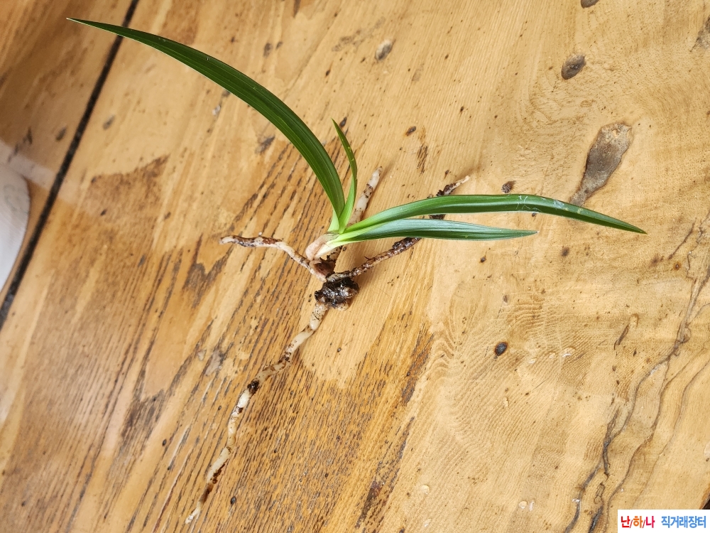 산채단엽성입변