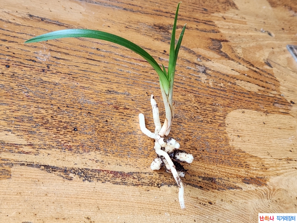 산채단엽성입변