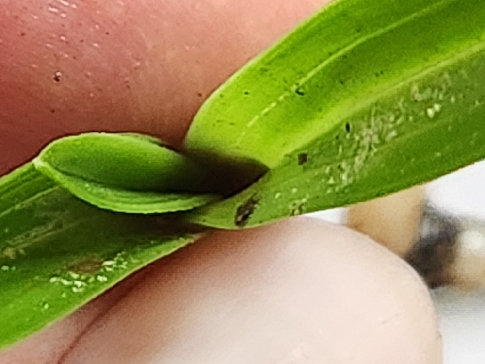 산채반성단엽