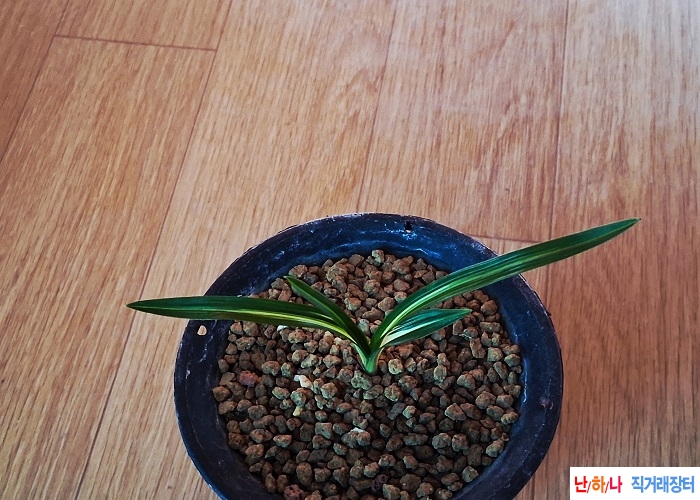 진청입변중압중투