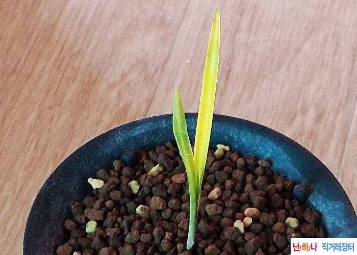 산출입변극황서반