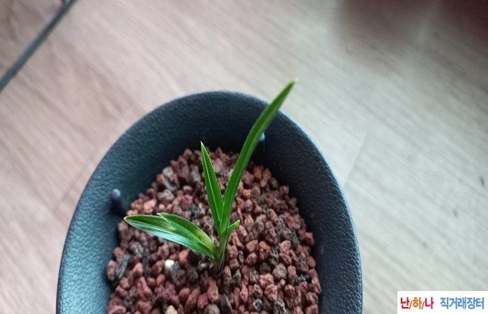 단엽성서반