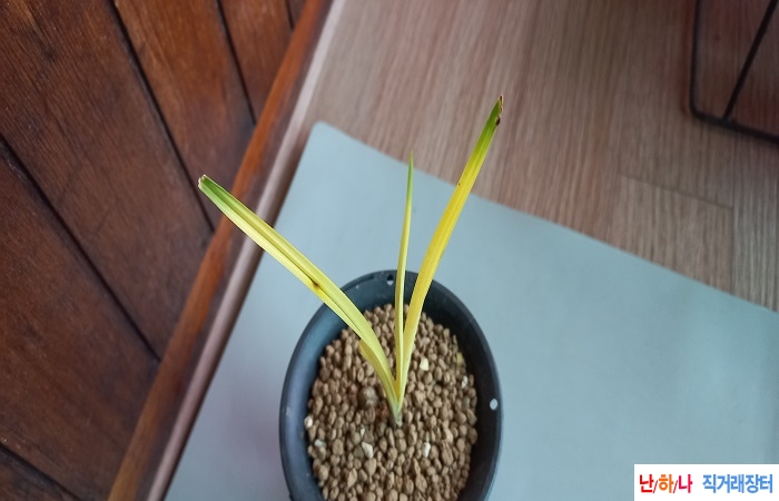 작년가을산채품