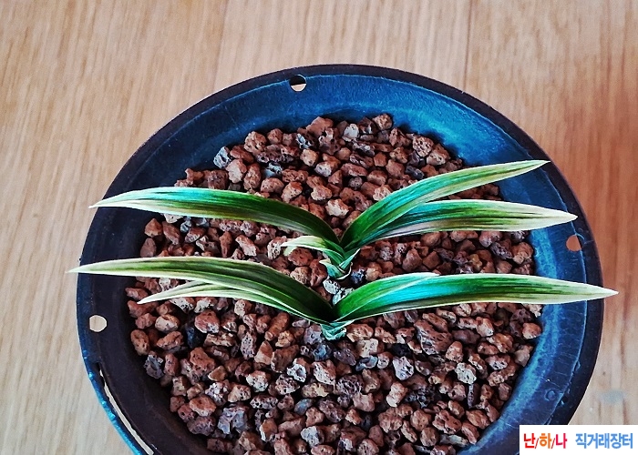 아담한단엽성산반