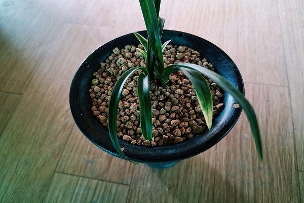 진청후육산반