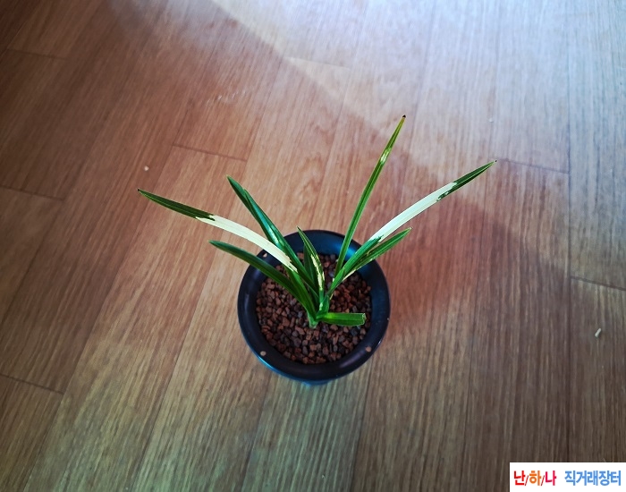 산채출발무명호피반