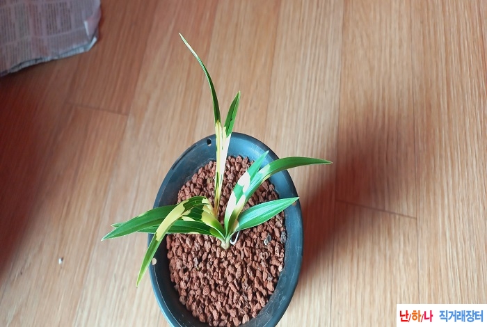 ,대폭할인무명극황단?