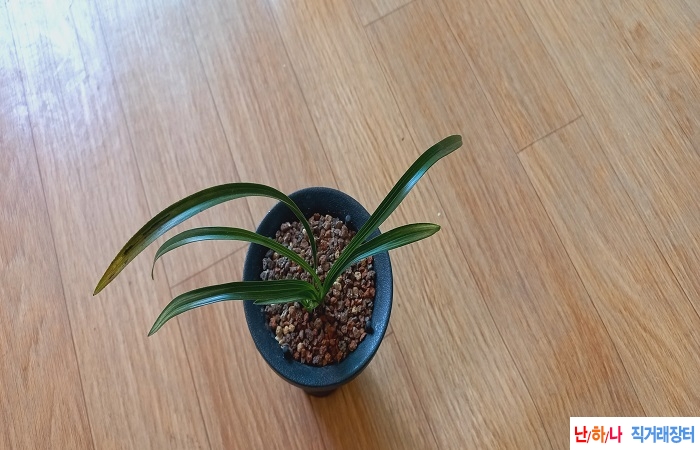 산출환엽변산반중투