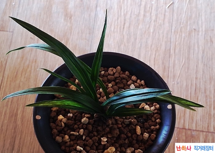 중배부른산반중투